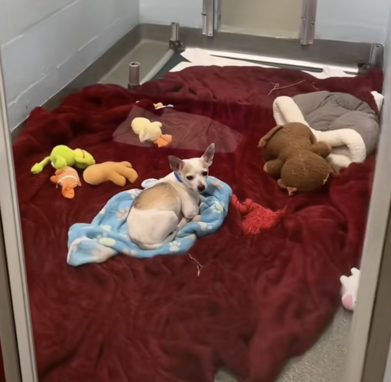 A Chihuahua in a kennel